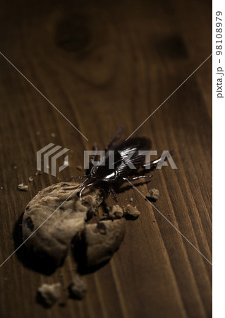 食べ残しの残飯を食べる偽物のゴキブリの害虫イメージ 98108979