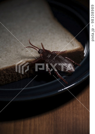 食べ残しのパンを餌にする偽物のゴキブリの害虫イメージ 食べ残しのパンを餌にする偽物のゴキブリの害虫イメージ 98108989