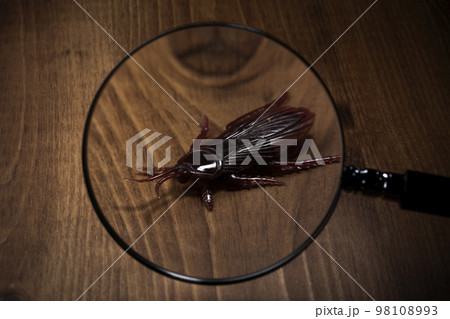 虫メガネで偽物のゴキブリを発見する害虫イメージ 98108993