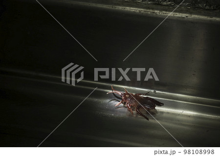 夜の台所に偽物のゴキブリの害虫イメージ 98108998