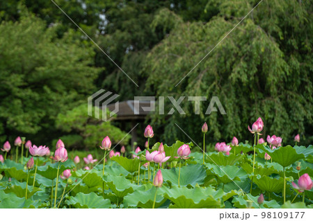 夏の公園で咲くハスの花 夏の公園で咲くハスの花 98109177