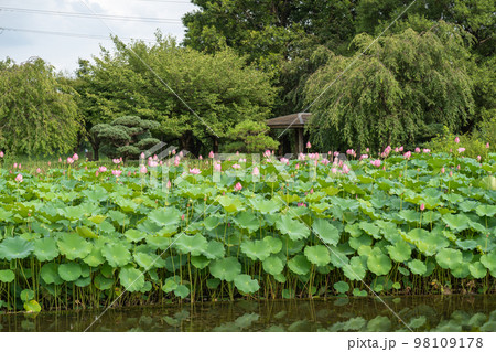夏の公園で咲くハスの花 98109178