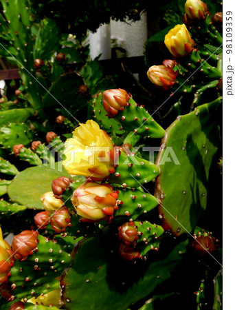 黄色いウチワサボテンの花 98109359