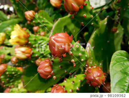 黄色いウチワサボテンの花 98109362