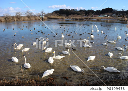 宮城県登米市迫町　伊豆沼の白鳥 98109438