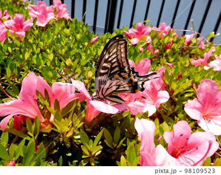ナミアゲハとツツジの花 ナミアゲハとツツジの花 98109523