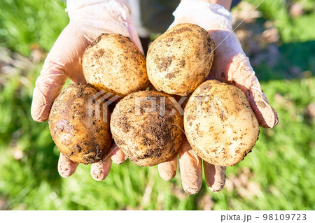 自然の中で育てたジャガイモ SDGs 98109723