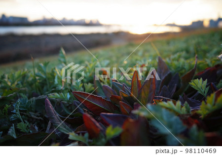 夕日を浴びる川の堤防の草　街と水と植物の自然の営み 98110469