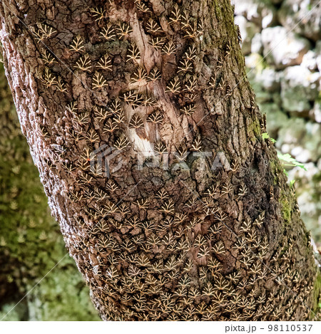 Buterflies Panaxia on a tree trunk in Butterly valley at Rhodes island in Greece 98110537