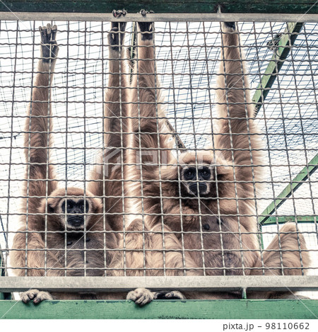 Monkeys looking from behind in the cage. Animal rights concept Monkeys looking from behind in the cage. Animal rights concept 98110662