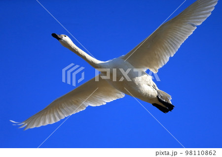 青空を飛ぶ白鳥　 98110862