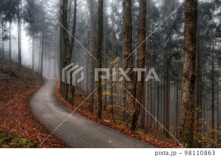 asphalt road goes through a misty dark, pine tree forest 98110863
