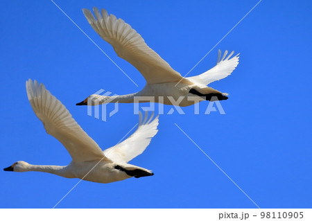 青空を飛ぶ白鳥　 98110905