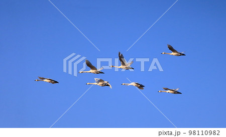 青空を飛ぶ白鳥 青空を飛ぶ白鳥 98110982