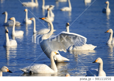 羽ばたく白鳥　イメージ 98111050