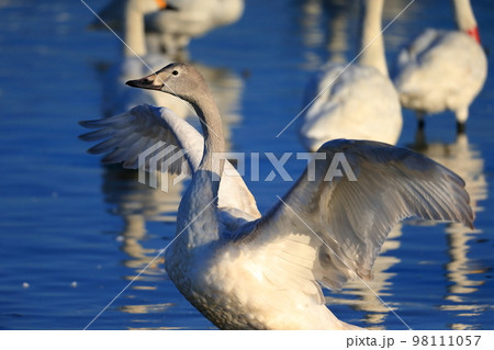 羽ばたく白鳥 イメージ 羽ばたく白鳥 イメージ 98111057