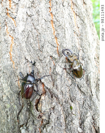 カブトムシ クワガタムシ ミヤマクワガタ 夏休み 子供 カブトムシ クワガタムシ ミヤマクワガタ 夏休み 子供 98111493