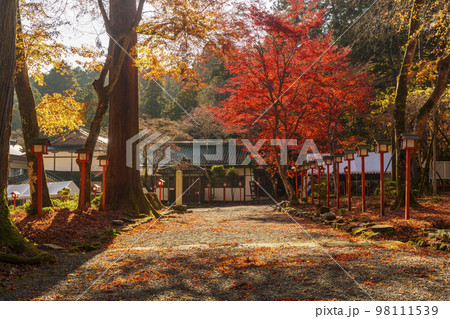 秋の日吉大社　白山宮参道　真っ赤に色付くモミジ 98111539