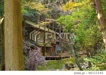 秋の日吉大社　料理旅館「日吉山荘」前 98111545