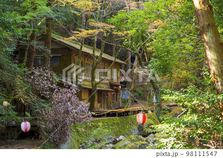 秋の日吉大社 料理旅館「日吉山荘」前 秋の日吉大社 料理旅館「日吉山荘」前 98111547