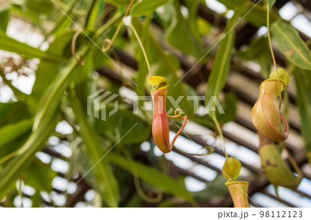 Carnivorous pitcher plants or monkey cups in the garden 98112123
