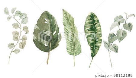 Beautiful clip art stock illustration with hand drawn watercolor colorful tropical palm leaves. 98112199