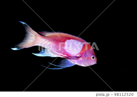 スミレナガハナダイ 98112520