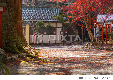 秋の日吉大社　美しい参道　真っ赤に色付くモミジ 98112737