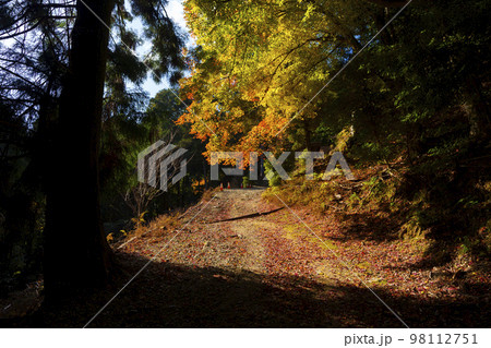 秋の日吉大社　三宮・牛尾宮参拝道（滋賀県大津市坂本） 98112751