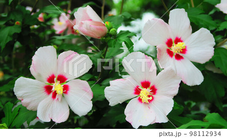 ムクゲ(木槿)の花のある風景 ムクゲ(木槿)の花のある風景 98112934