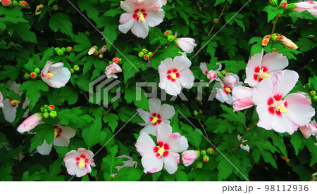 ムクゲ(木槿)の花のある風景 ムクゲ(木槿)の花のある風景 98112936
