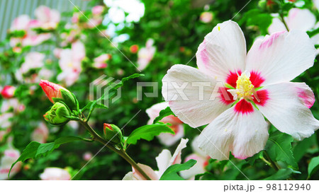 ムクゲ（木槿）の花のある風景 98112940