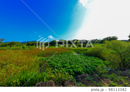済州島 村 農村 98113382