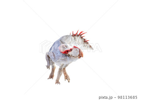 Protoceratops , dinosaur on isolated background Protoceratops , dinosaur on isolated background 98113685