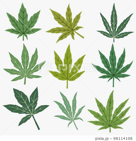 Cannabis leaf freehand drawing flat design. 98114106