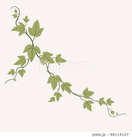 Floral ivy drawing decorative ornament flat design. 98114107