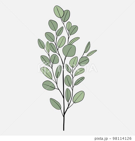 Freehand drawing of Eucalyptus branch. Freehand drawing of Eucalyptus branch. 98114126