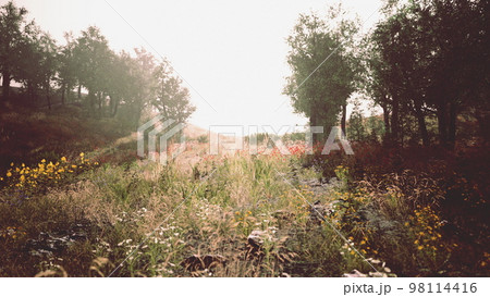 beautiful meadow in the park 98114416