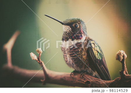 Intimate shot of a hummingbird perched on a tree branch, dim background puts the focus on the bird. 98114529