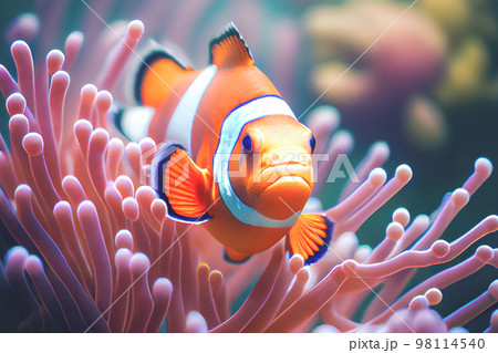 Close up of a brightly colored Clown fish swimming among the coral in aquarium tank. Close up of a brightly colored Clown fish swimming among the coral in aquarium tank. 98114540