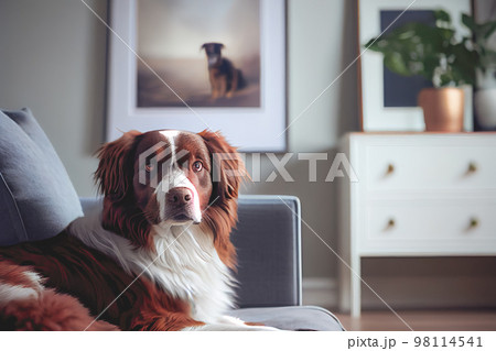 Close up of a friendly dog lounging in room with white furniture background. Close up of a friendly dog lounging in room with white furniture background. 98114541
