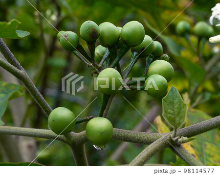 Close up Turkey berry flower on tree. 98114577