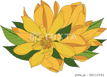 Illustration of Yellow Champaka blooming flower with leaves. Illustration of Yellow Champaka blooming flower with leaves. 98114591