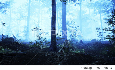 Misty morning in the woods with rays of light 98114613