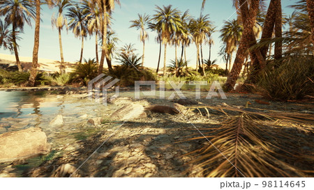 desert oasis lake pond with palm trees desert oasis lake pond with palm trees 98114645