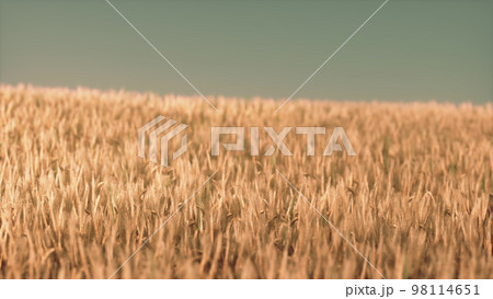 Agricultural wheat field under sunset 98114651