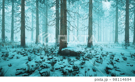 Tall trees in snow caps and in fog 98114694
