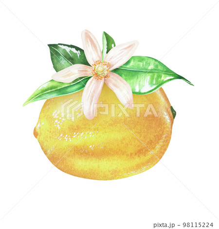 Yellow lemon with flower and leaves. Watercolor illustration. Isolated on a white background. For your design stickers, nature prints, kitchen accessories, product packaging with citrus acid or scent Yellow lemon with flower and leaves. Watercolor illustration. Isolated on a white background. For your design stickers, nature prints, kitchen accessories, product packaging with citrus acid or scent 98115224