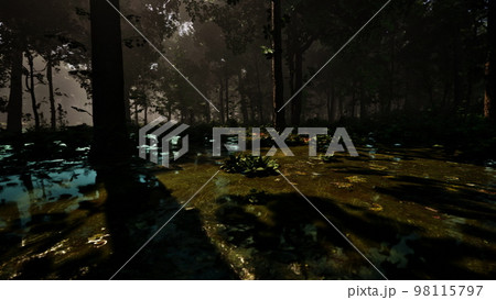 Mystic foggy swamp with trees 98115797