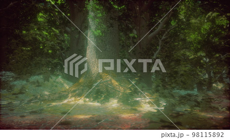 Rain forest in Central America Rain forest in Central America 98115892